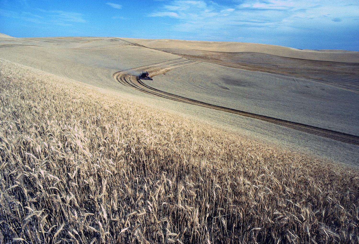 A combine cutting ripe wheat on the rolling hills of the Palouse.